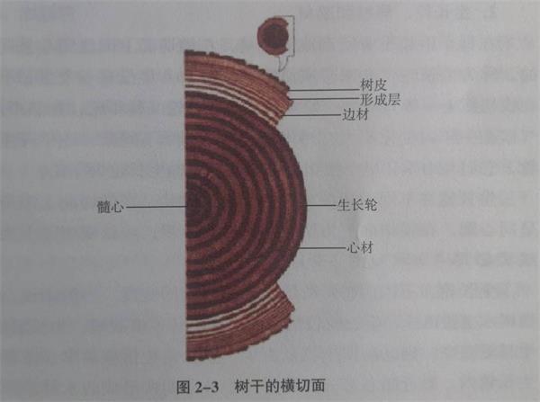 天然木皮原木剖切图 天然木皮原木剖切图