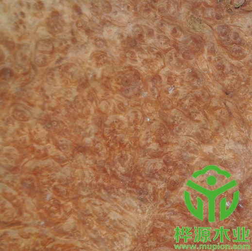 红花樟树榴木皮0.5mm价格实惠，高档树榴木皮品质保证